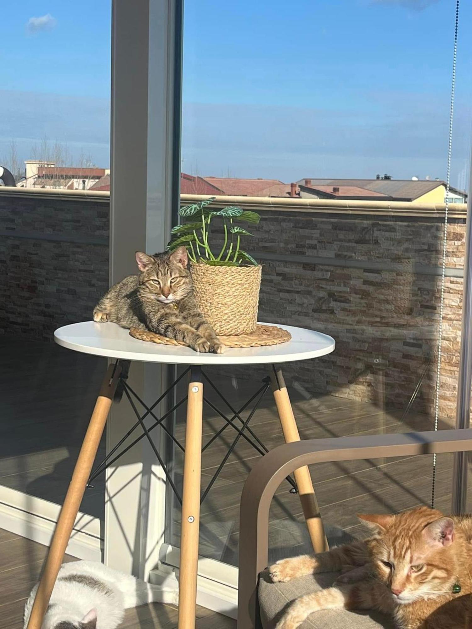 B&B La Terrazza Polifrone Cotronei Екстериор снимка